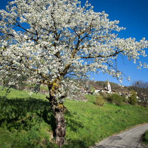 Fruehling die Natur erwacht in voller Pracht