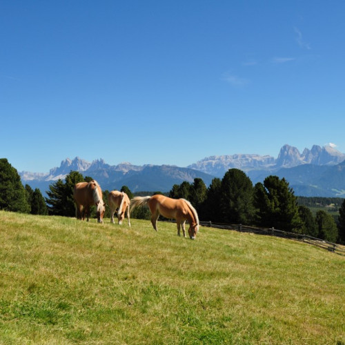 Wandern und Dolomitenpanorama auf der Villanderer Alm